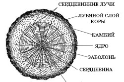 строение цельного бревна строение цельного бревна