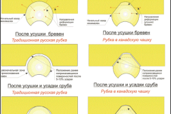 влияние процесса усушки бревен на поведение чаши сруба