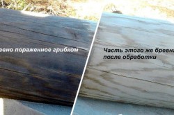 бревно, обработанное отбеливающим средством бревно, обработанное отбеливающим средством